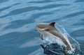 A Joyful Jump: A Striped Dolphin in a Beautiful Sea\
