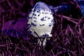 A Delft Colored Egg Mushroom Amidst Purple Grass Royalty Free Stock Photo