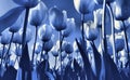 Delft's Blue tulip field