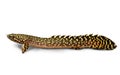 Delhezi Ornate Bichir Eel Catfish Polypterus ornatipinnis aquarium fish