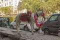 Indian white horse in full dress without a rider on the background of parked cars in the city