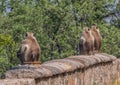 At the border with Pakistan, the amazing wildlife of Rajasthan