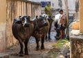 At the border with Pakistan, the amazing wildlife of Rajasthan