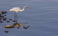 At the border with Pakistan, the amazing wildlife of Rajasthan