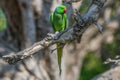 At the border with Pakistan, the amazing wildlife of Rajasthan