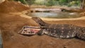 Water moniter lizard Royalty Free Stock Photo