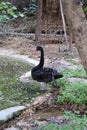 Delhi Zoological park, India - 13 April 2024, random bird photography
