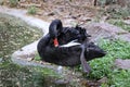 Delhi Zoological park, India - 13 April 2024, random bird photography