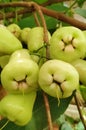 Deli green honey water guava