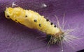 Close shot of orange colored jezebel caterpillar.