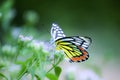 Delias eucharis, the common Jezebel, is a medium-sized pierid butterfly feeding on the flower plant