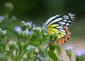 Delias eucharis, the common Jezebel, is a medium-sized pierid butterfly feeding on the flower plant