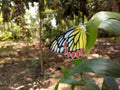 Delias eucharis, the common Jezebel, is a medium-sized pierid butterfly found in many areas of south and southeast Asia