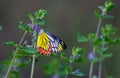 Male Delias eucharis, the common Jezebel, is a medium-sized pierid butterfly found resting on to the flower plant