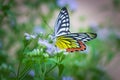 A female Delias eucharis, the common Jezebel, is a medium-sized pierid butterfly found resting on to the flower plant in a park