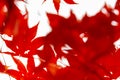Deliberately blurred image of red autumn leaves Acer japonicum