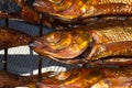 Hot smoked fish omul from Baikal Royalty Free Stock Photo