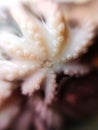 Delicacy octopus tentacle feeler seafood food animal macro photo