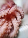 Delicacy octopus tentacle feeler seafood food animal macro photo