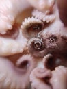 Delicacy octopus tentacle feeler seafood food animal macro photo