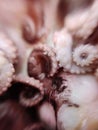 Delicacy octopus tentacle feeler seafood food animal macro photo