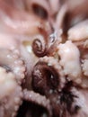 Delicacy octopus tentacle feeler seafood food animal macro photo