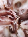 Delicacy octopus tentacle feeler seafood food animal macro photo