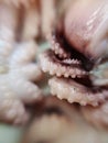Delicacy octopus tentacle feeler seafood food animal macro photo
