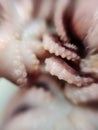 Delicacy octopus tentacle feeler seafood food animal macro photo