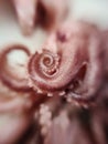 Delicacy octopus tentacle feeler seafood food animal macro photo