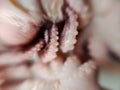 Delicacy octopus tentacle feeler seafood food animal macro photo