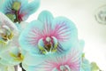 The delicacy of an orchid Royalty Free Stock Photo