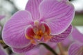 The delicacy of an orchid Royalty Free Stock Photo