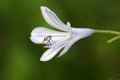 Delicate Agapantha Flower