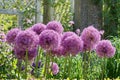 Delicate Allium bulbs blooming in the garden in a sunny day