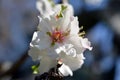 Delicate almond flower on a background of blue sky