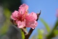 Delicate almond flower on a background of blue sky