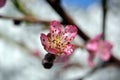 Delicate almond flower on a background of blue sky