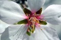 Delicate almond flower on a background of blue sky