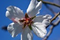 Delicate almond flower on a background of blue sky