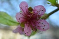 Delicate almond flower on a background of blue sky