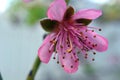 Delicate almond flower on a background of blue sky