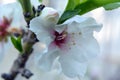 Delicate almond flower on a background of blue sky