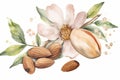 Delicate almond watercolor illustration Royalty Free Stock Photo