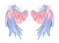 Delicate angel wings on white background