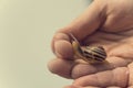 Delicate animal snail held in the boy`s hand