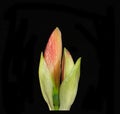 Delicate Apple Blossom Amaryllis flower bud on a dramatic black background Royalty Free Stock Photo