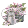 Delicate apple blossoms in a gray wooden box with a gray metal watering can. Watercolor illustration. Composition for