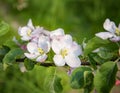 Delicate apple tree flowers, close-up Royalty Free Stock Photo