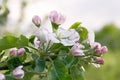 Delicate apple tree flowers, close-up Royalty Free Stock Photo